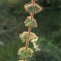 Ocimum americanum L.